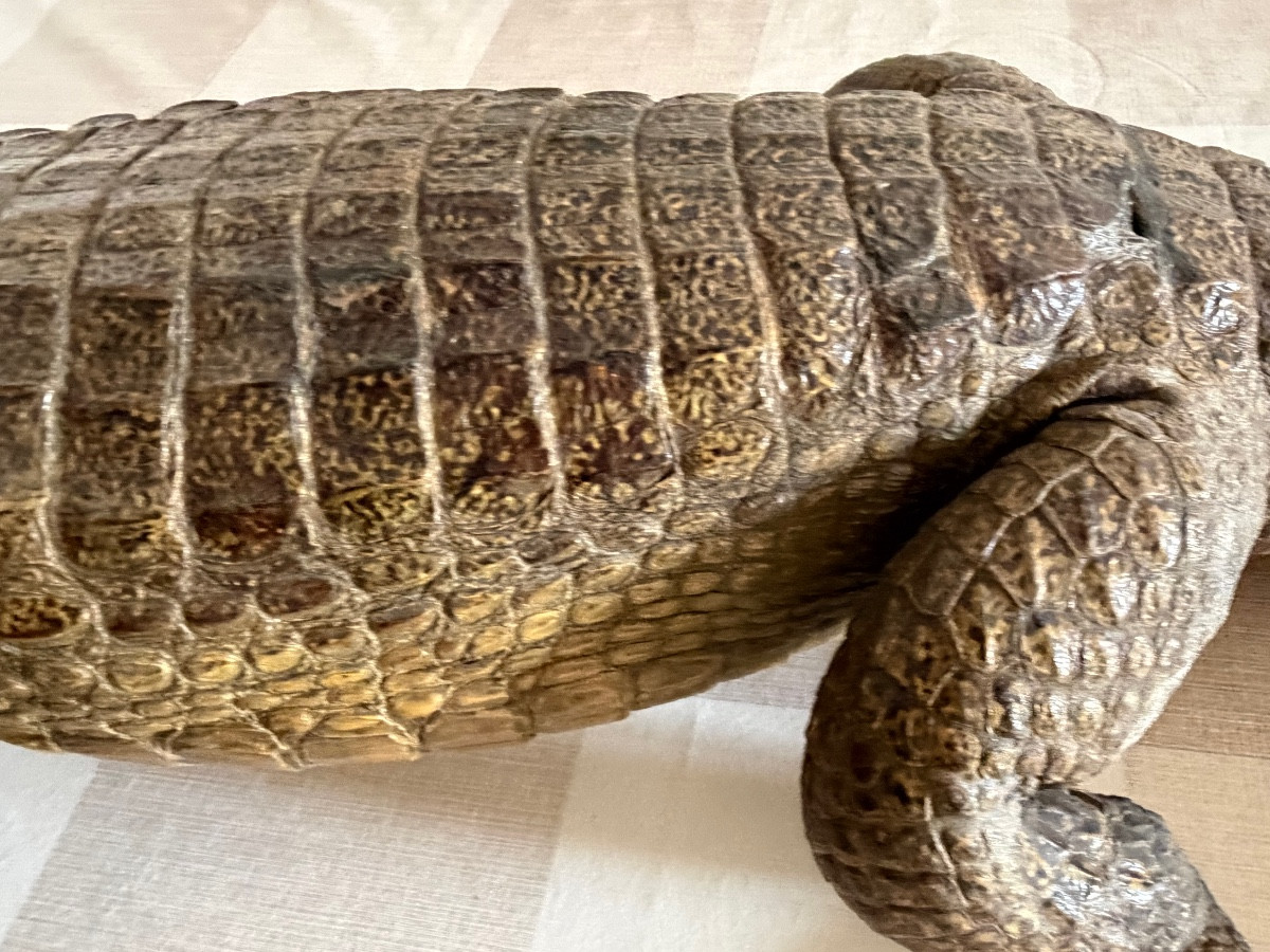Naturalized Caiman Crocodile-photo-5
