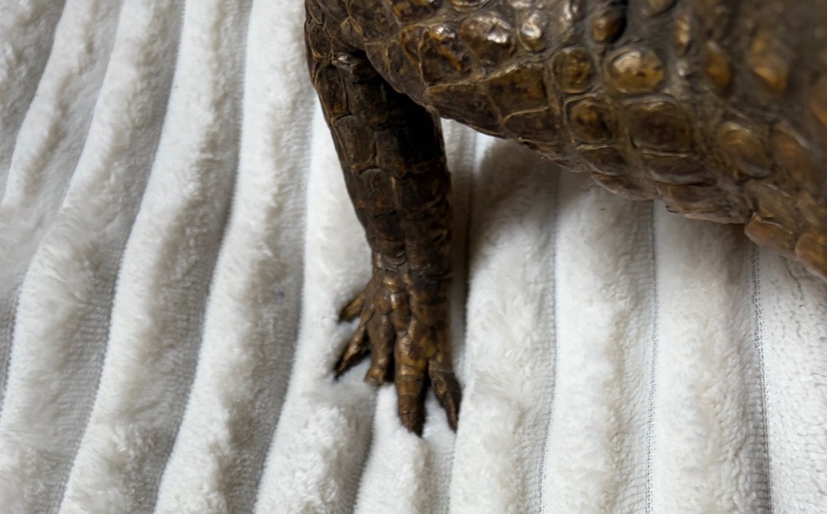 Naturalized Caiman Crocodile-photo-6