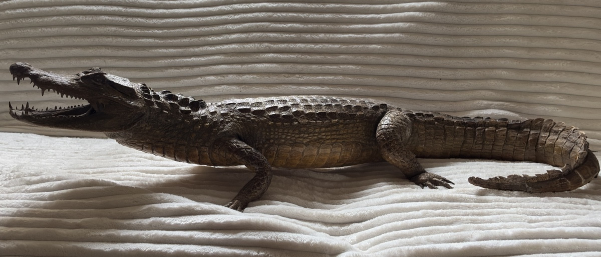 Naturalized Caiman Crocodile