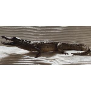Naturalized Caiman Crocodile