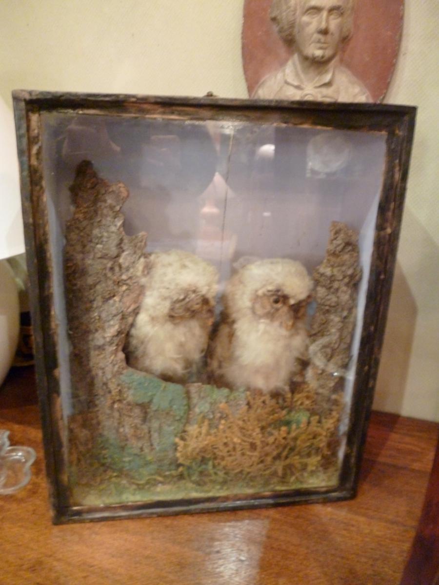 Owls Naturalized Cabinet Curiosity Start XIX E Century-photo-4