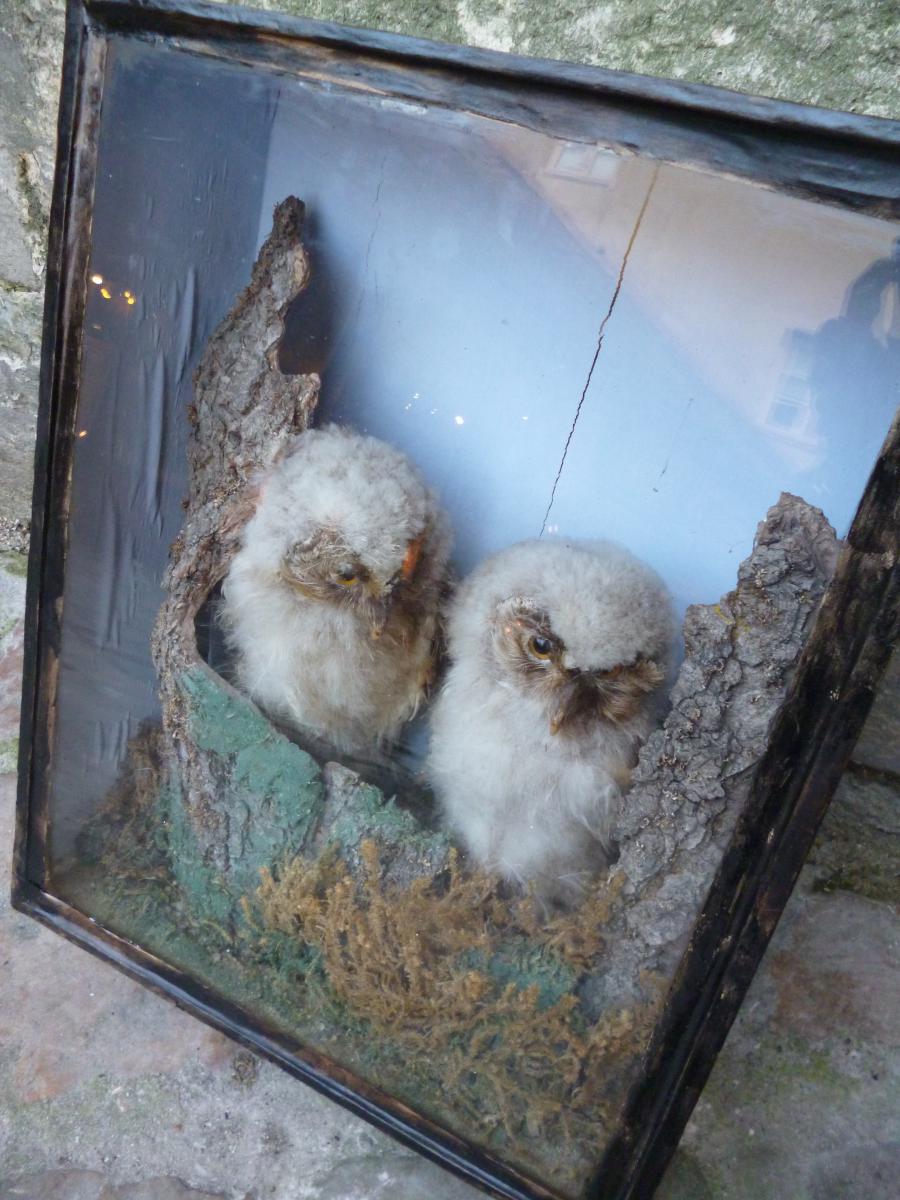 Owls Naturalized Cabinet Curiosity Start XIX E Century-photo-6