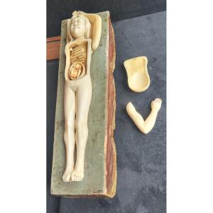 Anatomy Of A Pregnant Woman 