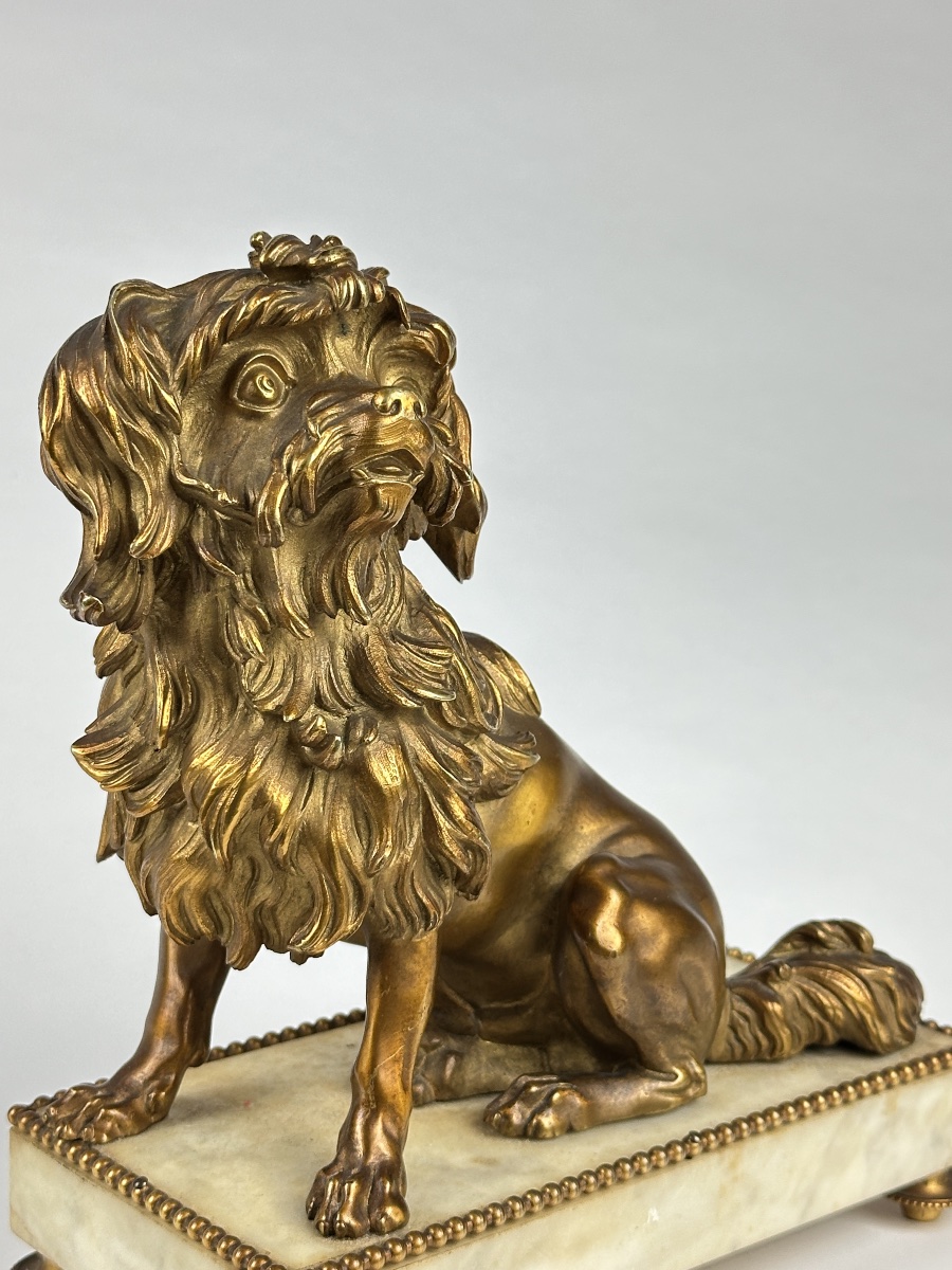 Bronze doré portrait de petit chien lion Löwchen Caniche Caffieri louis XVI marbre-photo-4