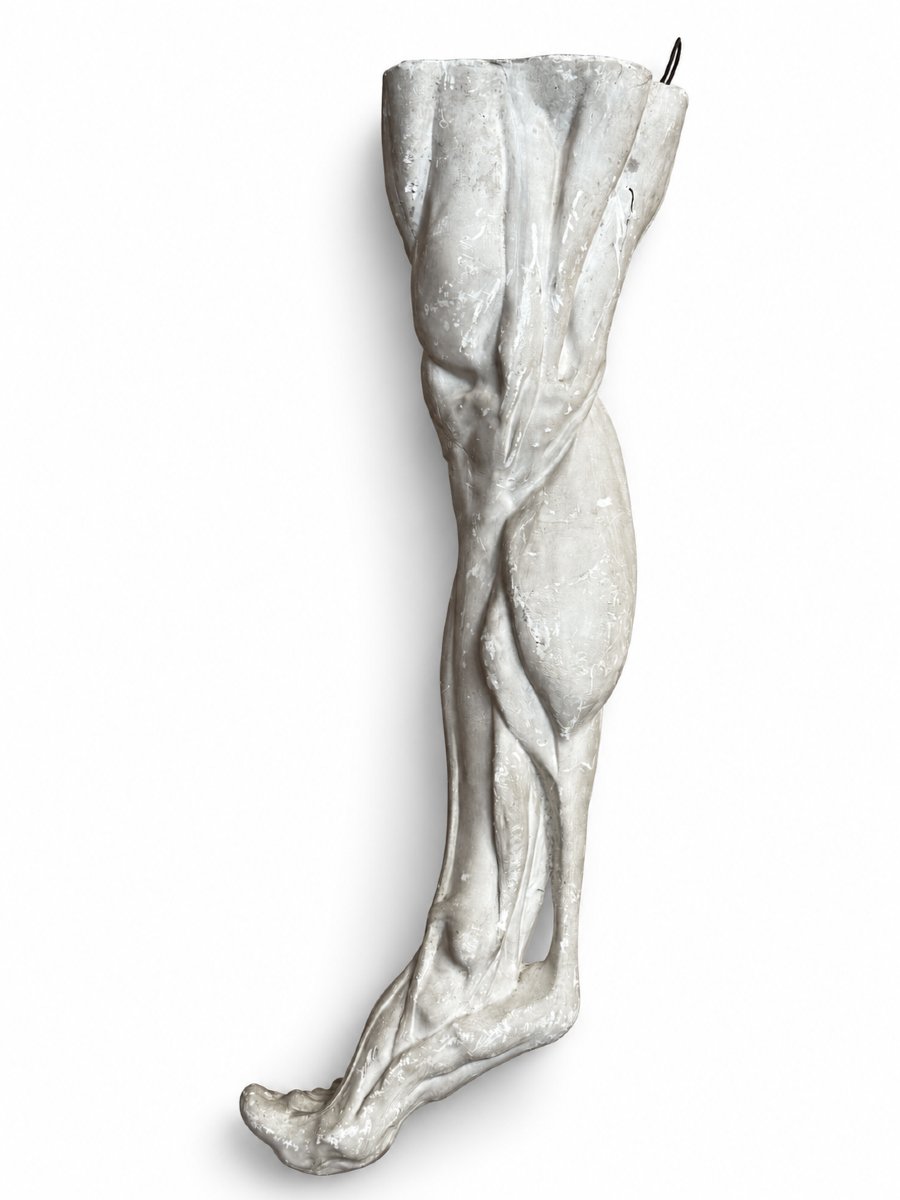 Antique Sculpture, Large Plaster Cast, Exposed Leg, Anatomical Foot, Fine Arts, Rijksakademie, Decorative, 71 Cm-photo-4