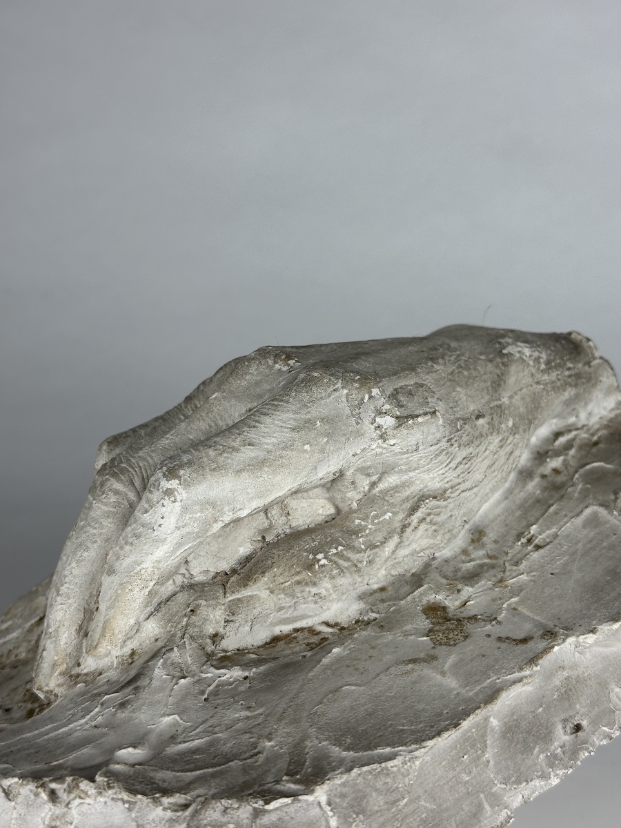Albert Séraphin  Sculpture  Plaster Cast Of The Right Hand, Anatomical Study, Eugène V, 1926-photo-4