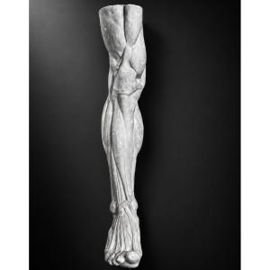 Antique Sculpture, Large Plaster Cast, Exposed Leg, Anatomical Foot, Fine Arts, Rijksakademie, Decorative, 71 Cm