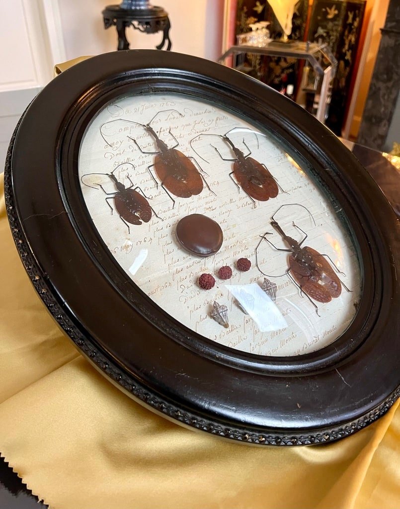 Napoleon III Oval Wall Frame - Scarab Insects - Cabinet Of Curiosities-photo-4