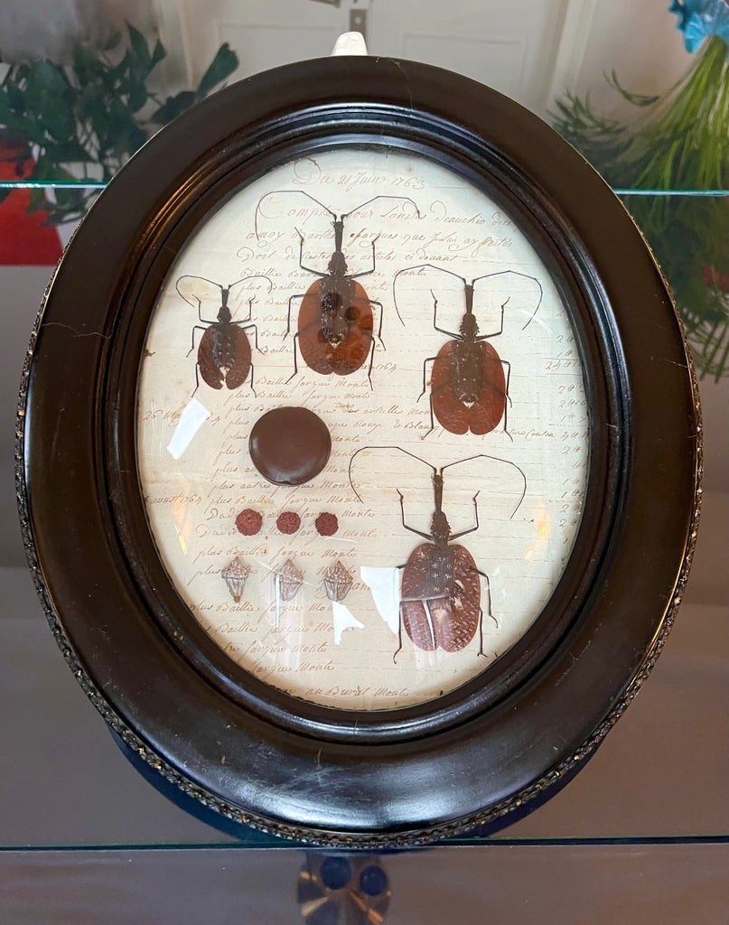 Napoleon III Oval Wall Frame - Scarab Insects - Cabinet Of Curiosities-photo-1