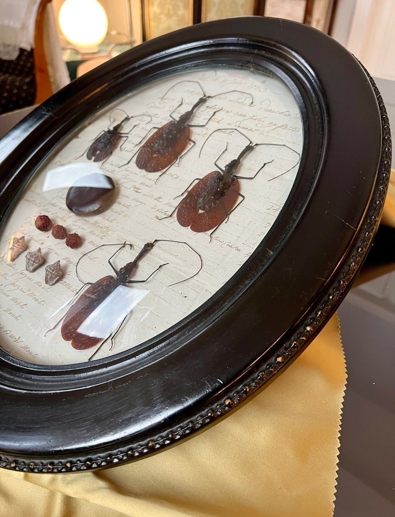 Napoleon III Oval Wall Frame - Scarab Insects - Cabinet Of Curiosities-photo-2