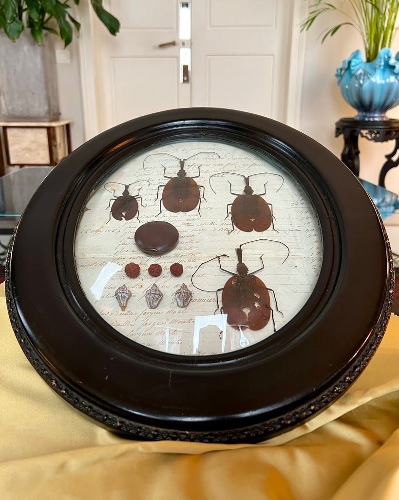 Napoleon III Oval Wall Frame - Scarab Insects - Cabinet Of Curiosities-photo-5