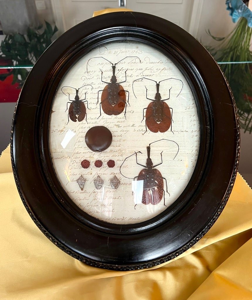 Napoleon III Oval Wall Frame - Scarab Insects - Cabinet Of Curiosities