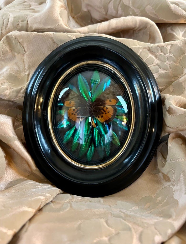 Cadre Napoléon III - Verre Bombé Bois Laiton -  Insectes Naturalisés-photo-3