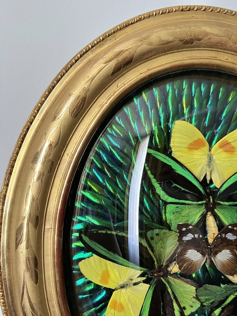 Oval Frame In Gilded Wood With Gold Leaf - Cabinet Of Curiosities - Butterflies - Napoleon III - 19th Century-photo-3