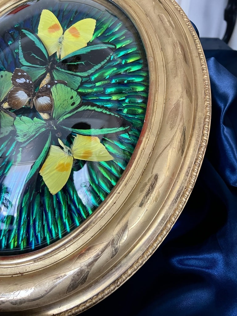 Oval Frame In Gilded Wood With Gold Leaf - Cabinet Of Curiosities - Butterflies - Napoleon III - 19th Century-photo-4