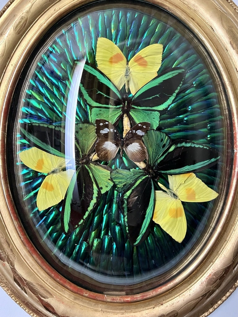 Oval Frame In Gilded Wood With Gold Leaf - Cabinet Of Curiosities - Butterflies - Napoleon III - 19th Century-photo-2