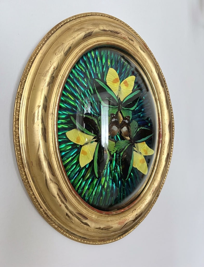 Oval Frame In Gilded Wood With Gold Leaf - Cabinet Of Curiosities - Butterflies - Napoleon III - 19th Century-photo-1