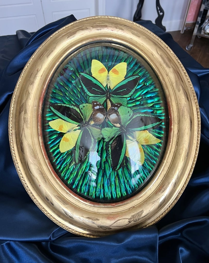 Oval Frame In Gilded Wood With Gold Leaf - Cabinet Of Curiosities - Butterflies - Napoleon III - 19th Century-photo-3