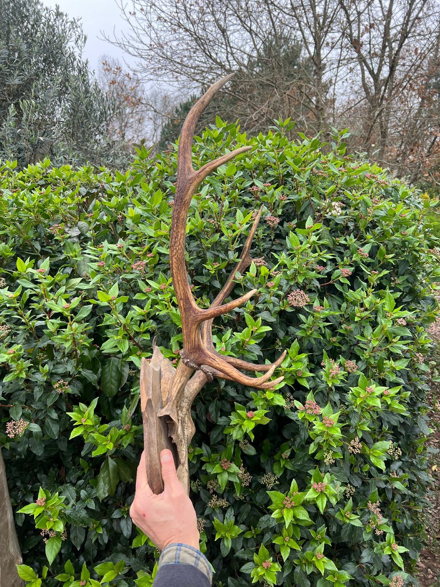 Massacre de Cerf Huit Cors 1906 Château de Mariéville Bois de la Fage  Famille Murat -photo-3