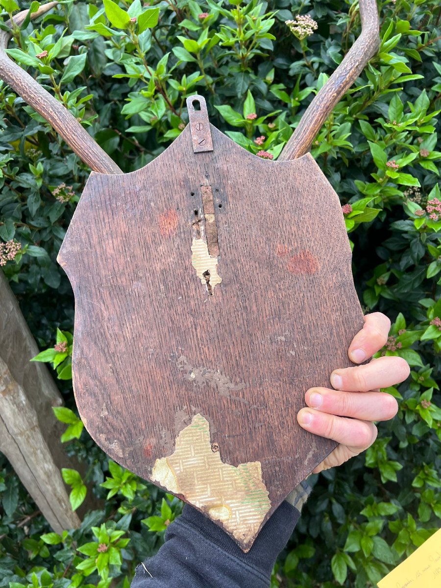 Massacre de Cerf Huit Cors 1906 Château de Mariéville Bois de la Fage  Famille Murat -photo-2