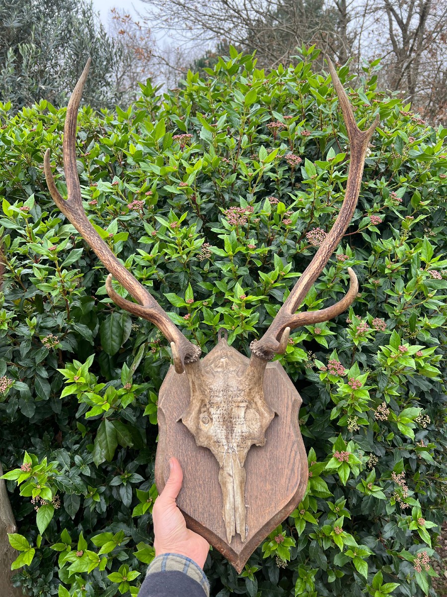 Massacre de Cerf Huit Cors 1906 Château de Mariéville Bois de la Fage  Famille Murat -photo-1