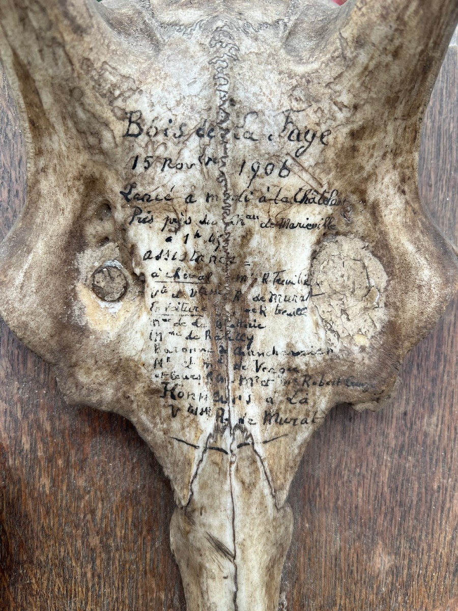 Massacre de Cerf Huit Cors 1906 Château de Mariéville Bois de la Fage  Famille Murat 