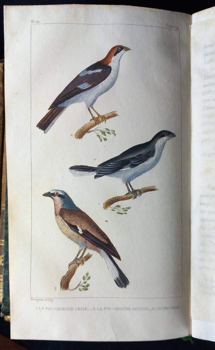 Comte de BUFFON. Œuvres complètes augmentées par Cuvier...Paris, Pillot 1831-1832 Reliure-photo-5