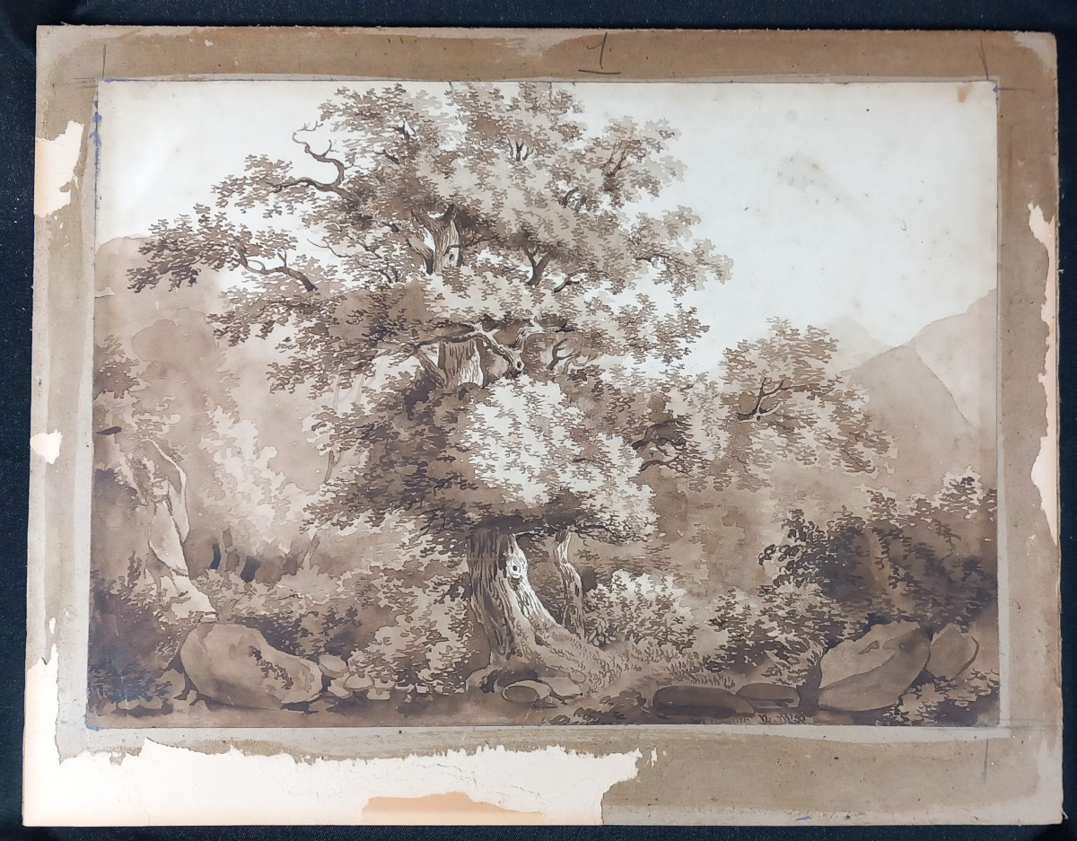 Etude d'arbre et Nature Dessin Pré Romantique XVIIIe  Encre et Lavis sur Papier-photo-2