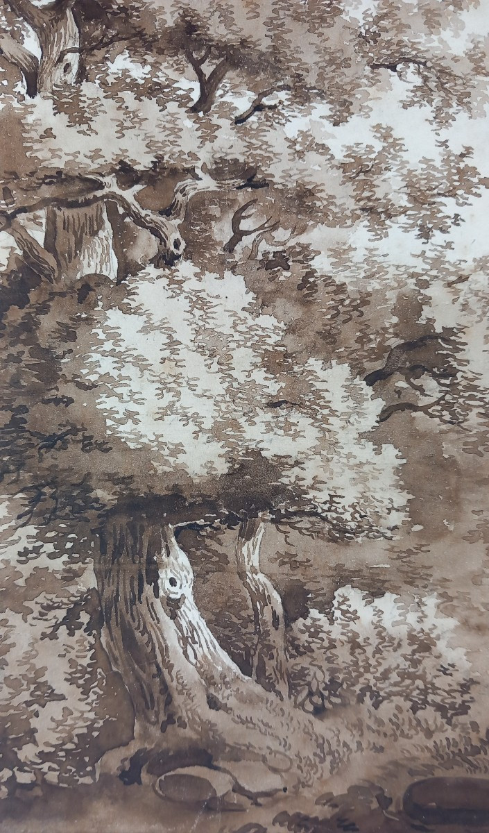 Etude d'arbre et Nature Dessin Pré Romantique XVIIIe  Encre et Lavis sur Papier-photo-3