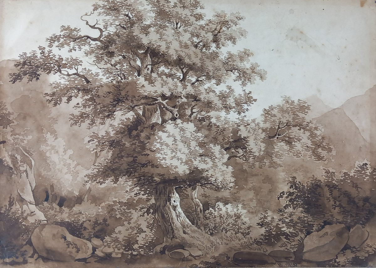 Etude d'arbre et Nature Dessin Pré Romantique XVIIIe  Encre et Lavis sur Papier