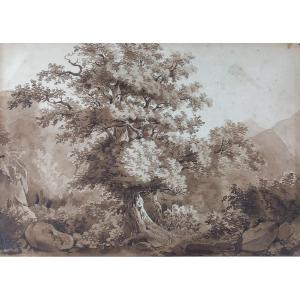 Etude d'arbre et Nature Dessin Pré Romantique XVIIIe  Encre et Lavis sur Papier