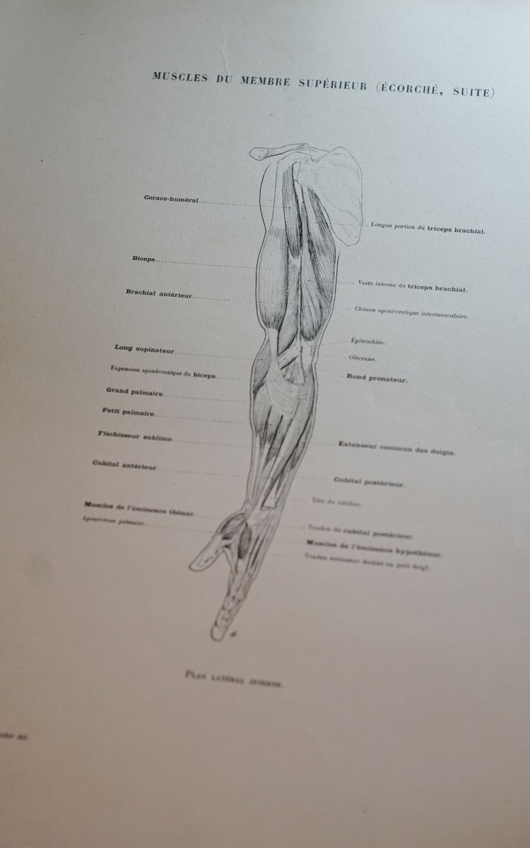 RICHER Paul, "Anatomie artistique, description des formes extérieures du corps humain" 1890-photo-3
