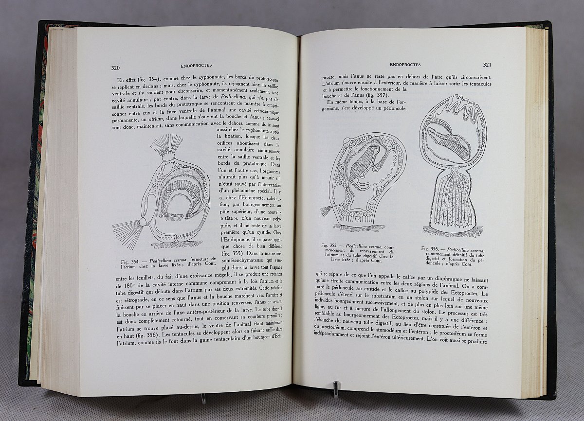 [zoology]. Lameere (auguste). Summary Of Zoology. 20th-photo-2