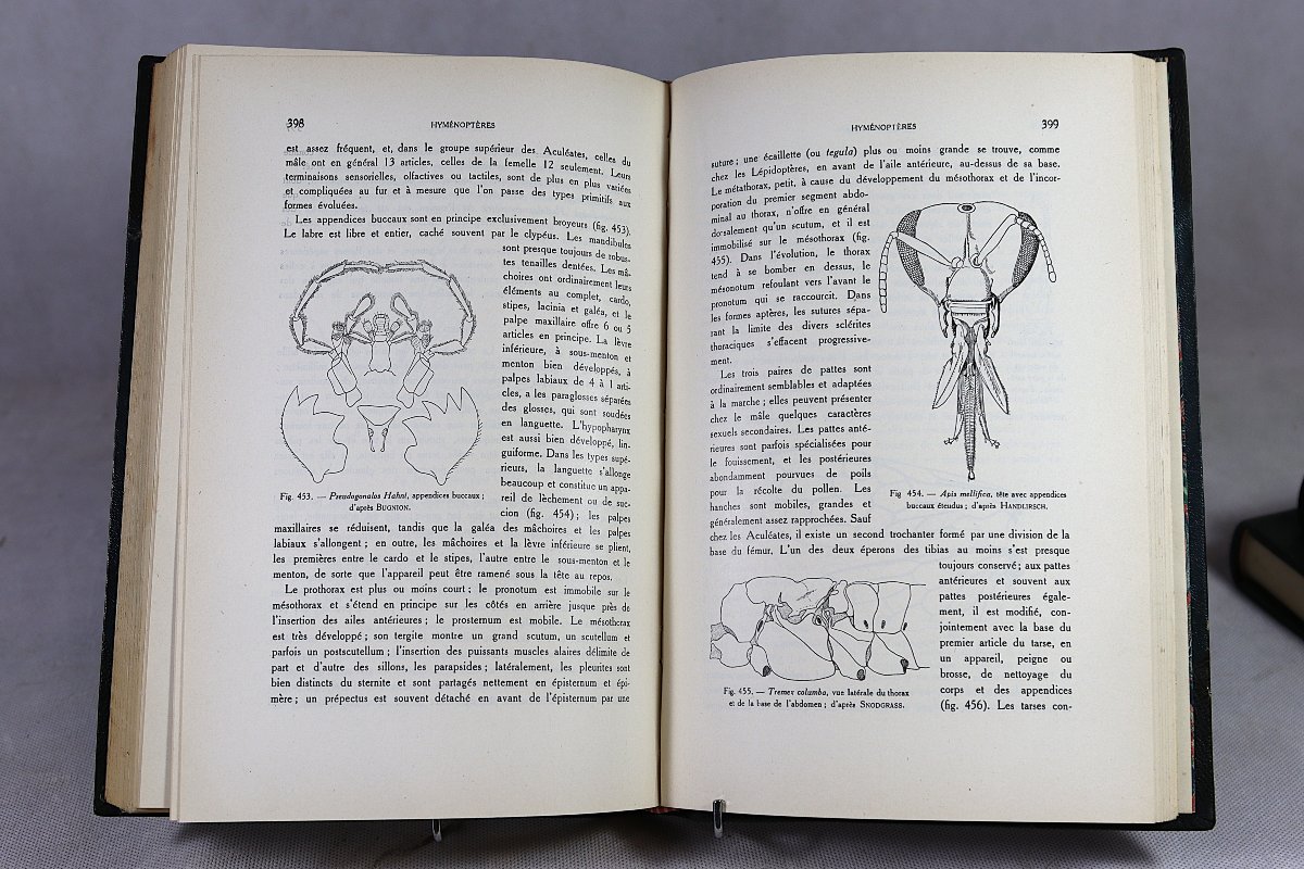 [zoology]. Lameere (auguste). Summary Of Zoology. 20th-photo-4