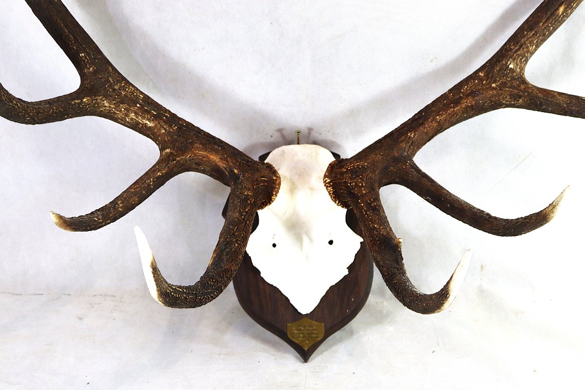 "16-point Stag" Hunting Trophy.-photo-2