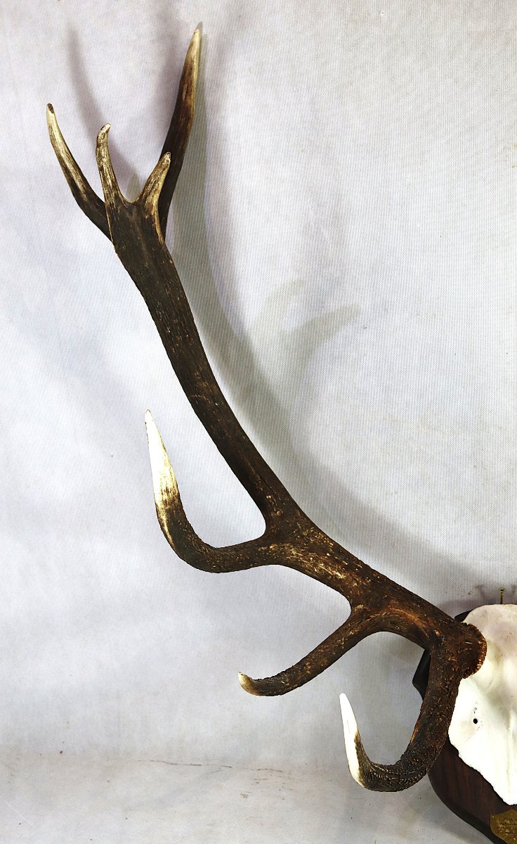 "16-point Stag" Hunting Trophy.-photo-3