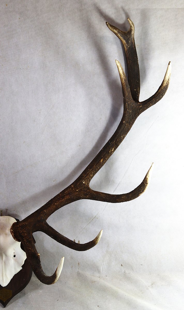 "16-point Stag" Hunting Trophy.-photo-4