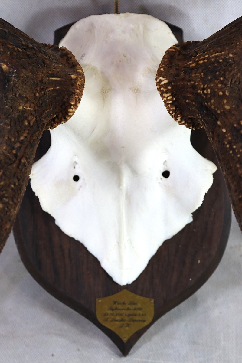 "16-point Stag" Hunting Trophy.-photo-2