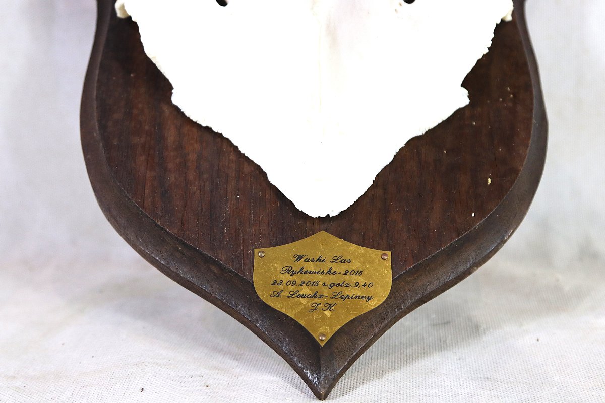 "16-point Stag" Hunting Trophy.-photo-5