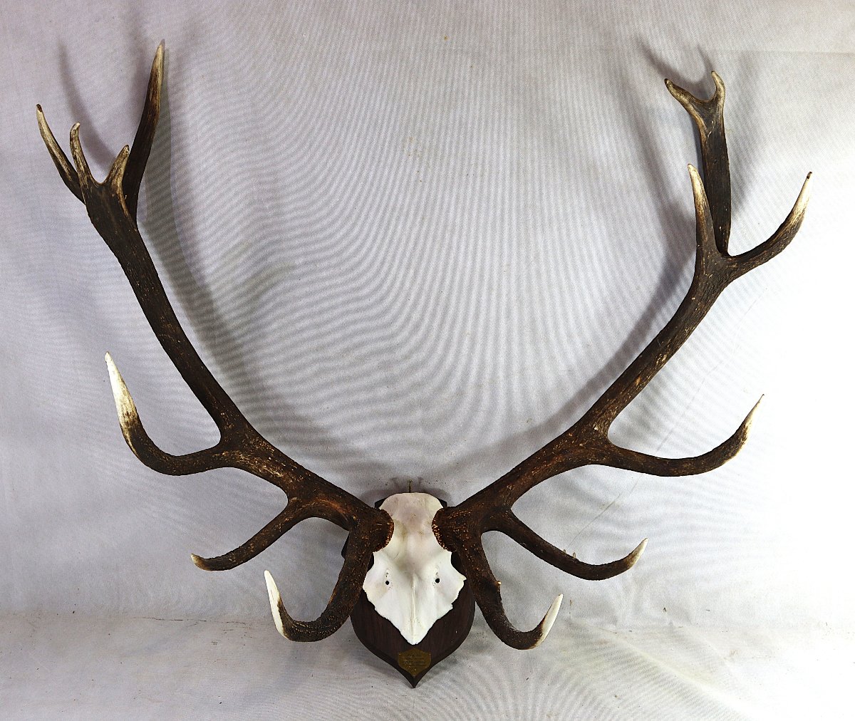 "16-point Stag" Hunting Trophy.