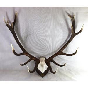 Trophée de chasse " Cerf 16 cors ".