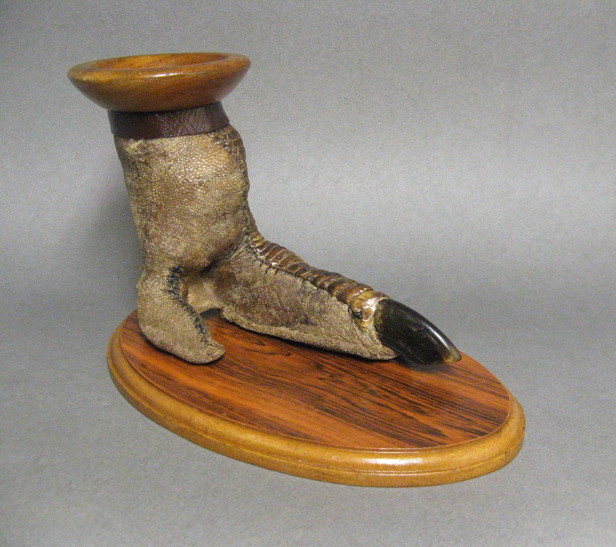 Patte d'Autruche. Cabinet De Curiosité. Taxidermie.-photo-2