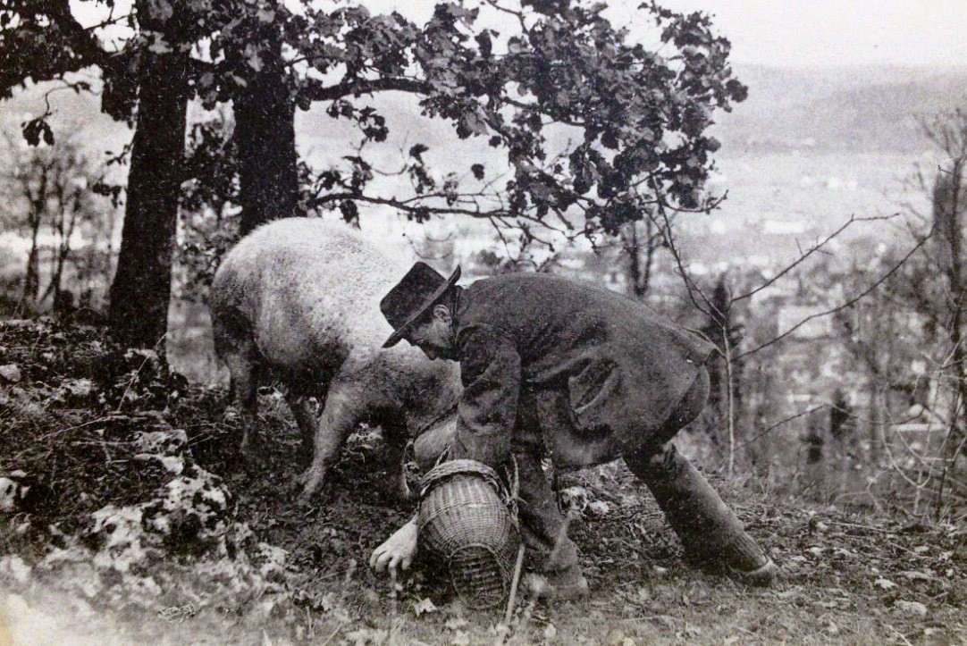 Muselière Pour Cochon Truffier En Fer Forgé XIXe.-photo-1