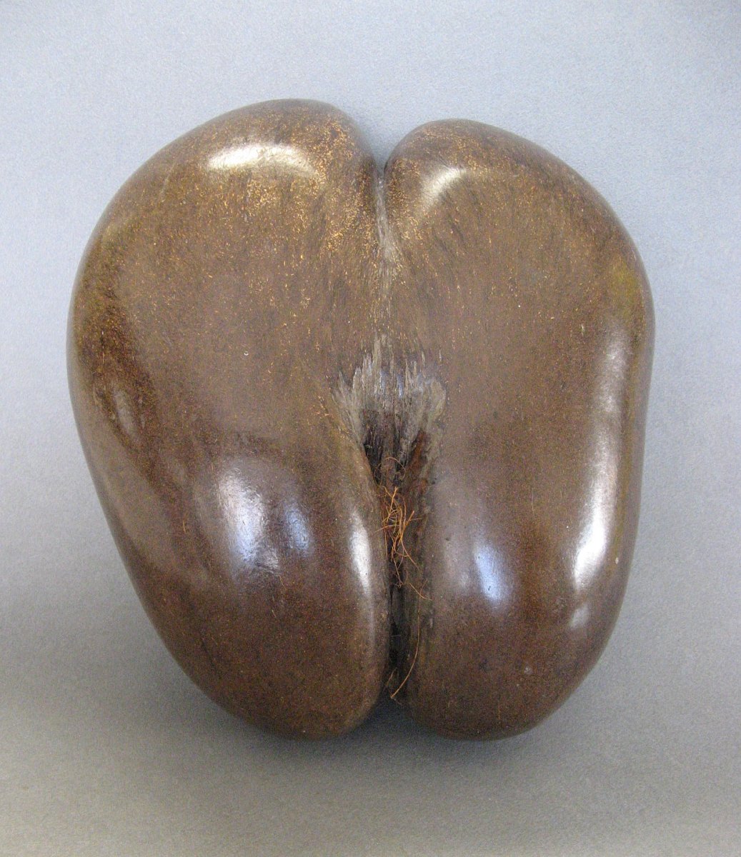 Sea Coconut Or "coco Fesse," Seychelles Islands, 20th Century.-photo-2