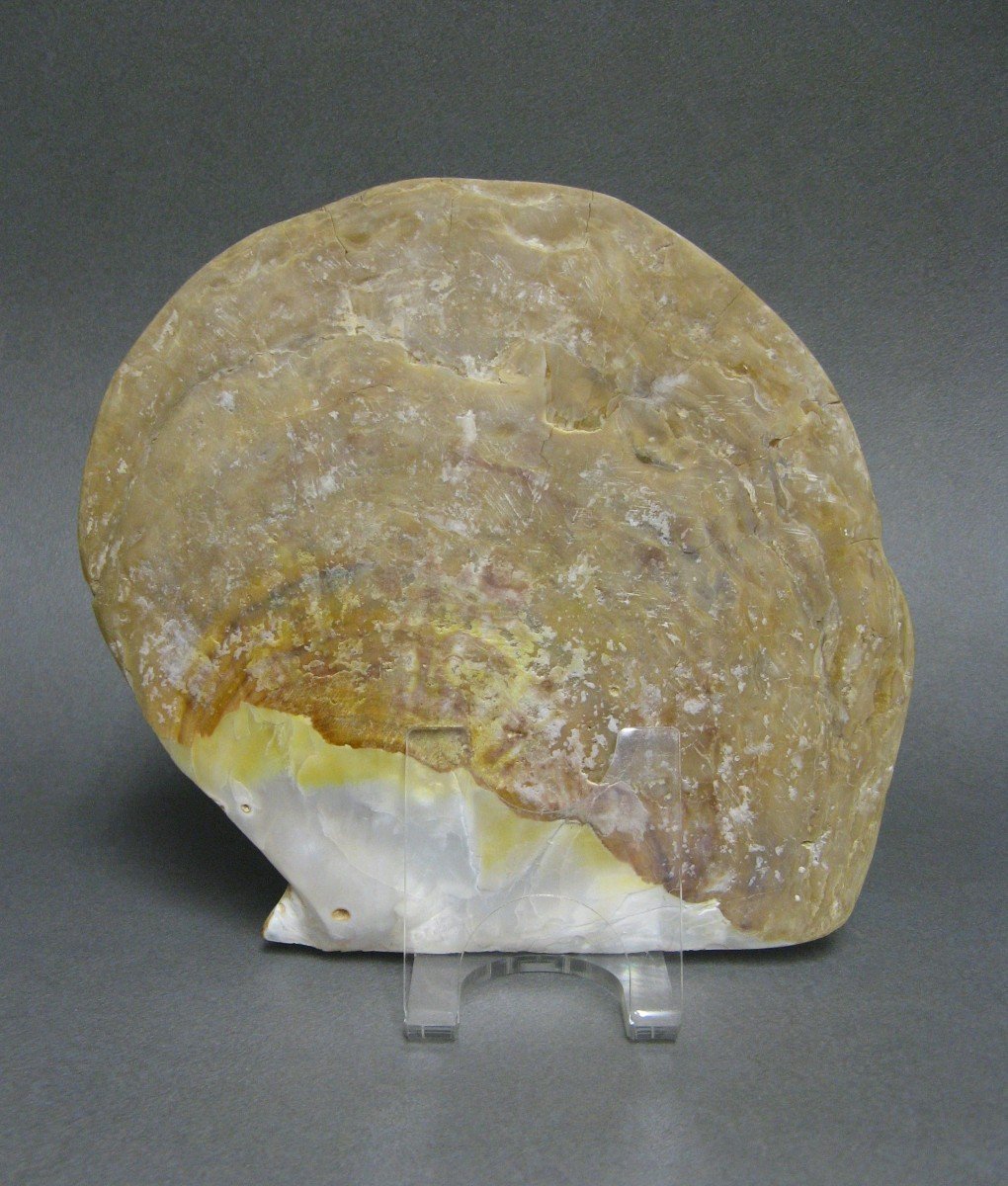 Grande coquille d’huître perlière sculptée d’un crâne humain-photo-3