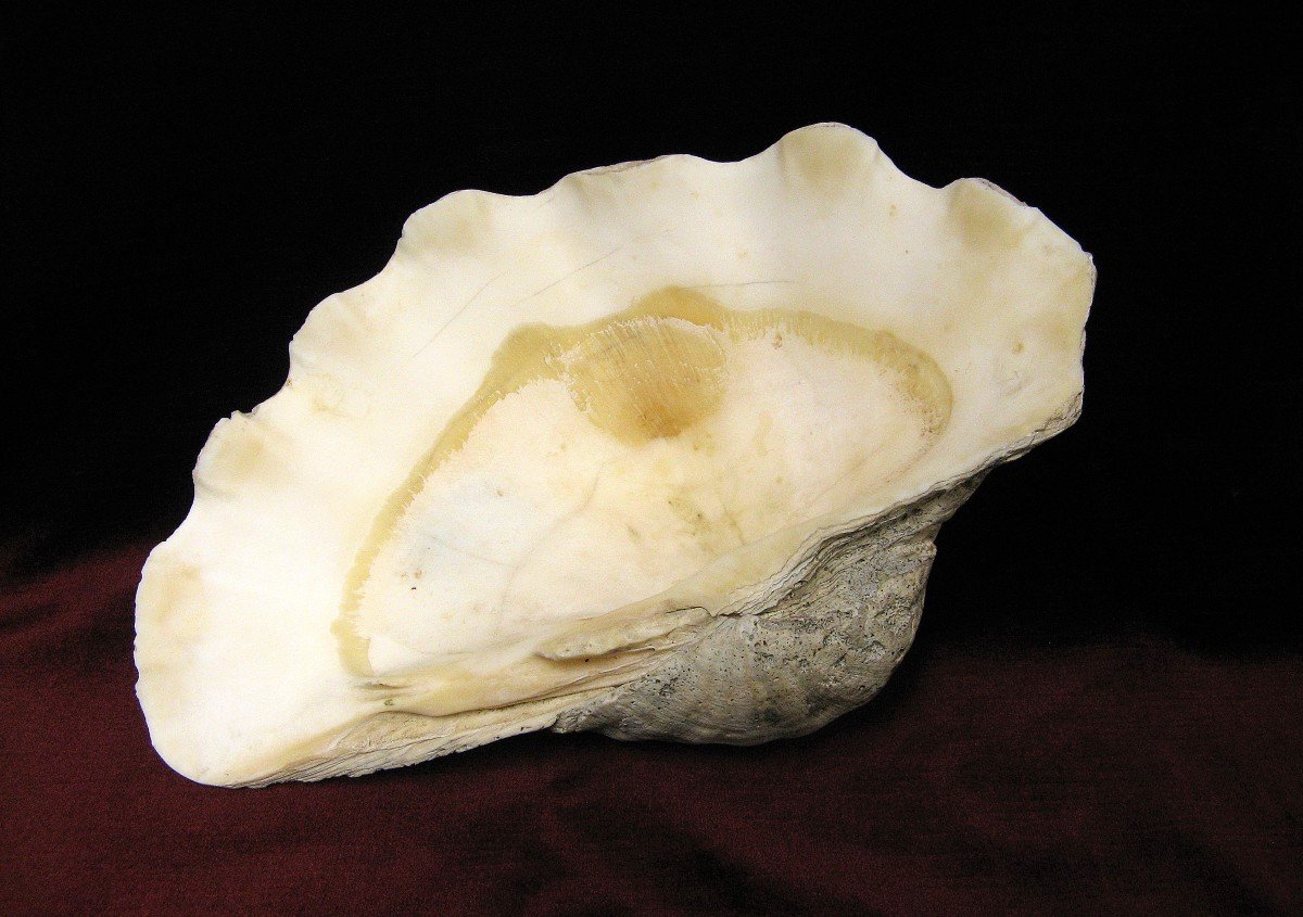 Fossilized Stoup Tridacna Gigas.-photo-2