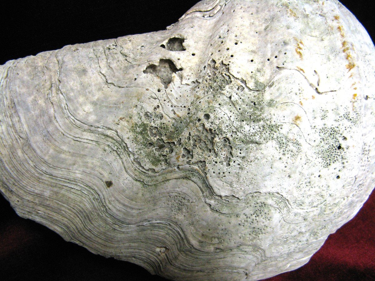 Fossilized Stoup Tridacna Gigas.-photo-2