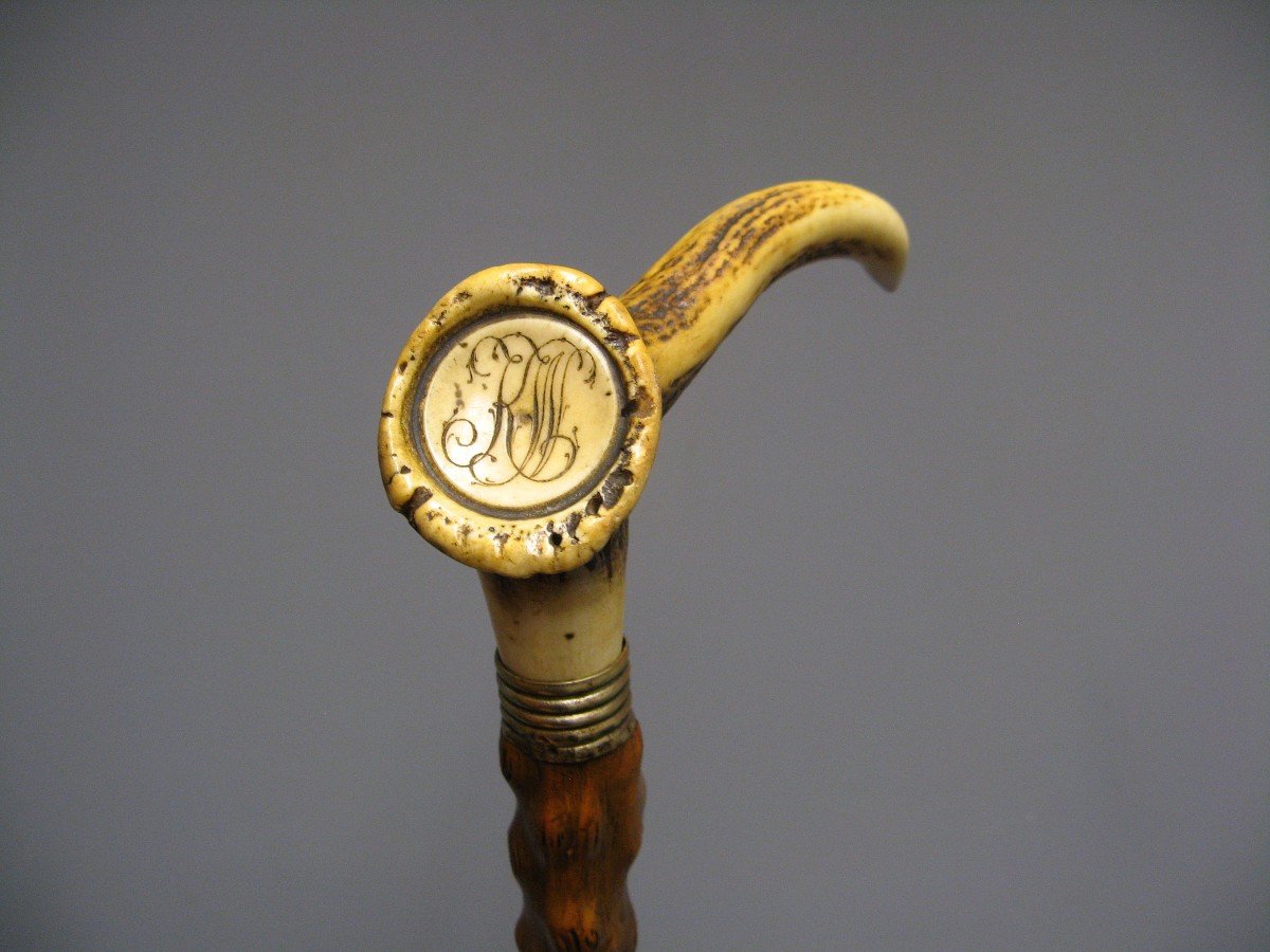 Cane With Knob In Deer Antler.-photo-2