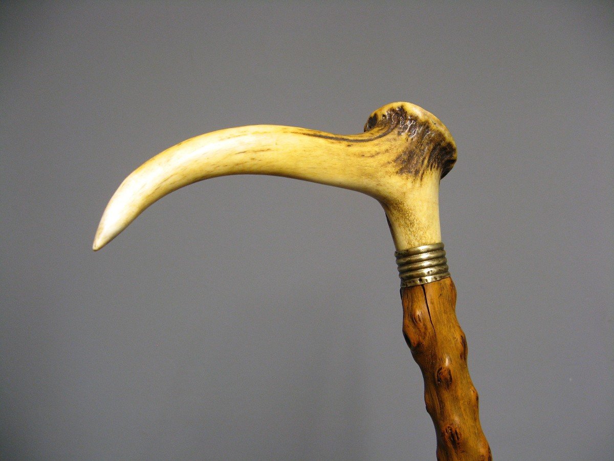 Cane With Knob In Deer Antler.-photo-3