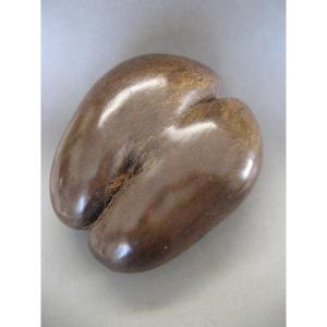 Sea Coconut Or "coco Fesse," Seychelles Islands, 20th Century.